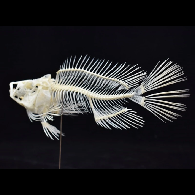 Art And Craft Science - Modelo de Esqueleto de Pez Grouper