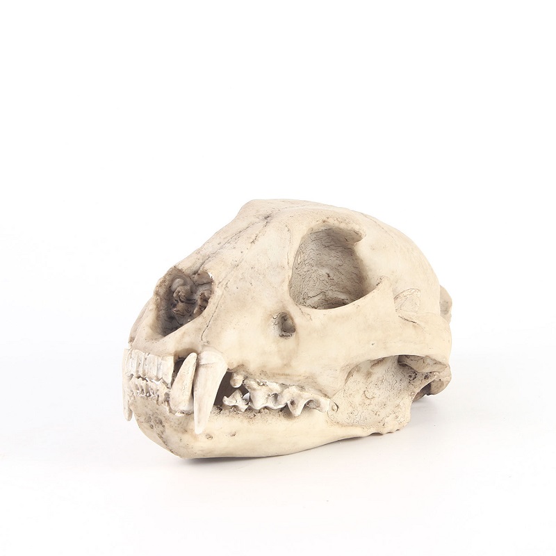 Art And Craft Science - Modelo de calavera de leopardo, artesanía