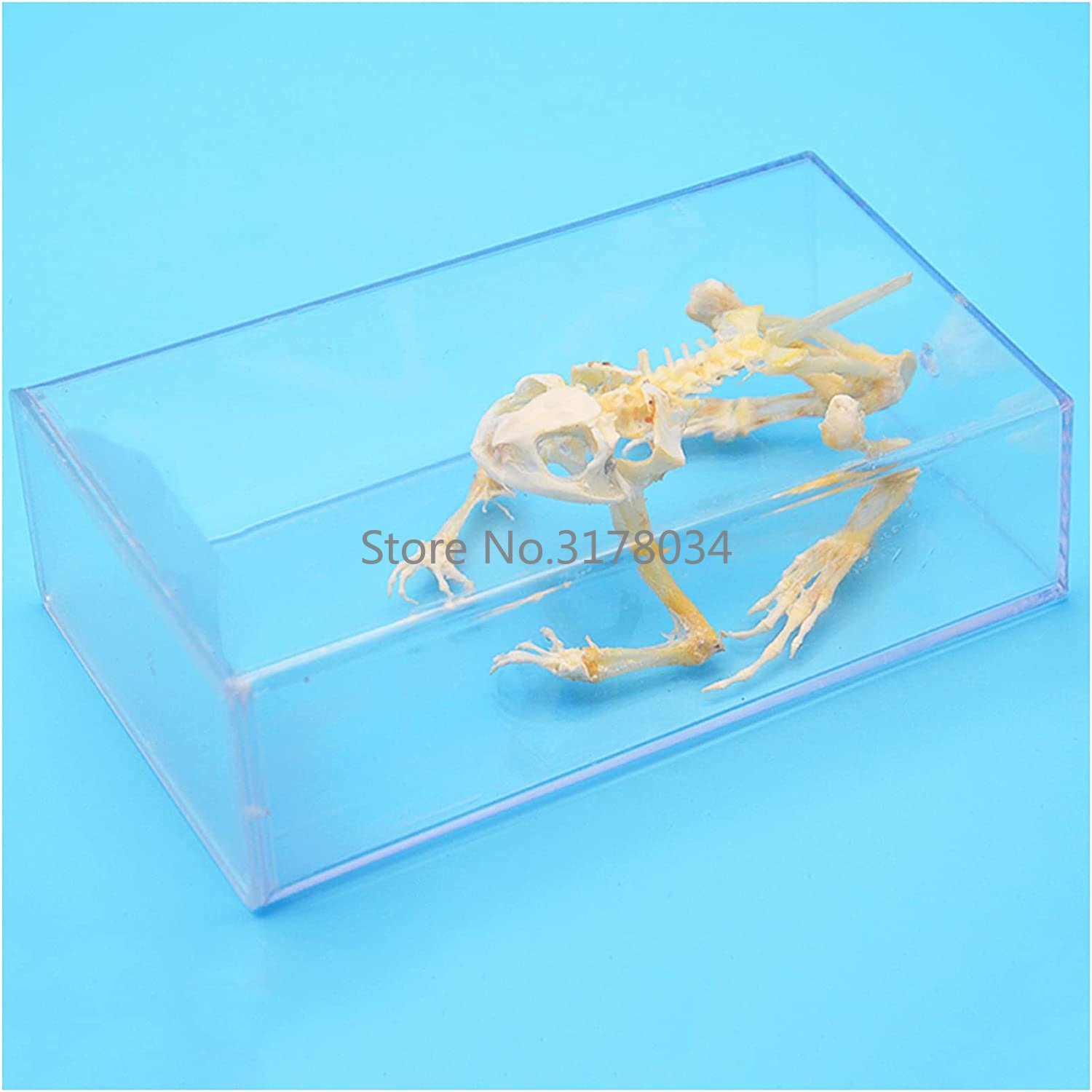 Modelo de esqueleto de Animal, - Art And Craft Science reseña y precio