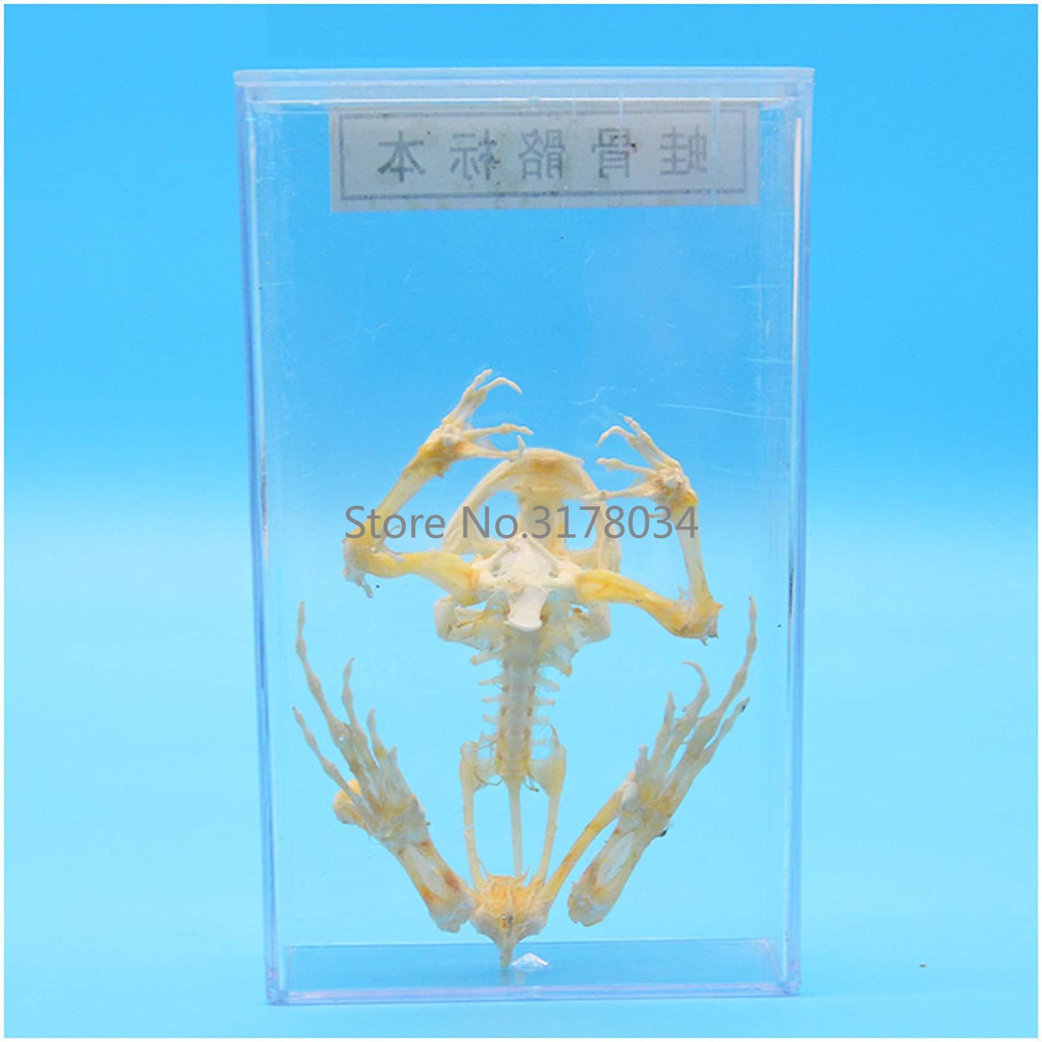 Modelo de esqueleto de Animal, - Art And Craft Science reseña y precio