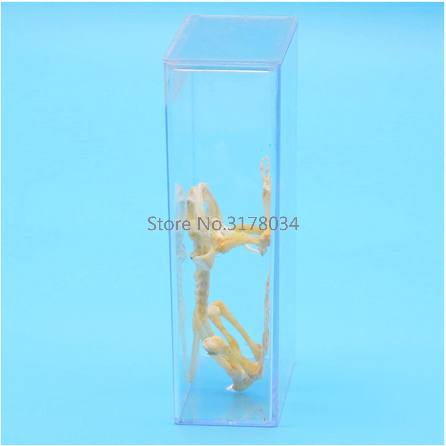Modelo de esqueleto de Animal, - Art And Craft Science reseña y precio