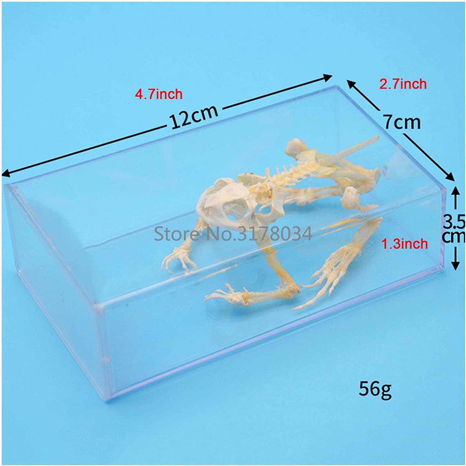 Modelo de esqueleto de Animal, - Art And Craft Science reseña y precio
