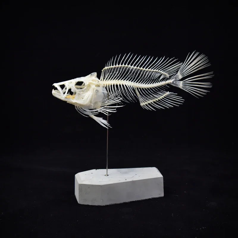 Modelo de Esqueleto de Pez Gro - Art And Craft Science reseña y precio