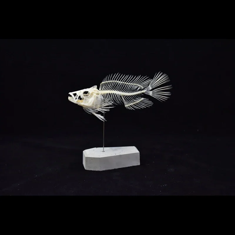 Modelo de Esqueleto de Pez Gro - Art And Craft Science reseña y precio