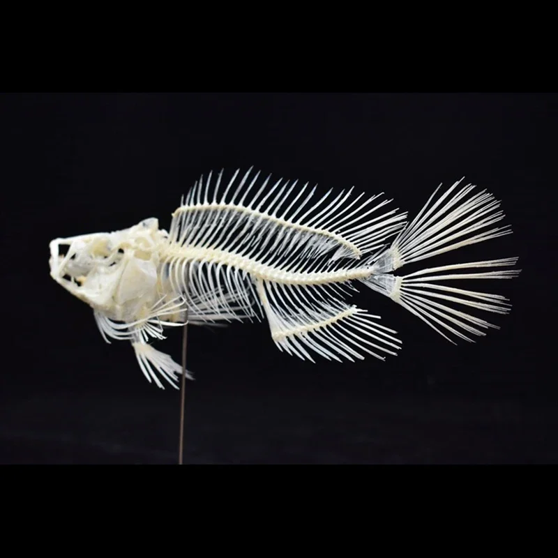 Modelo de Esqueleto de Pez Gro - Art And Craft Science reseña y precio