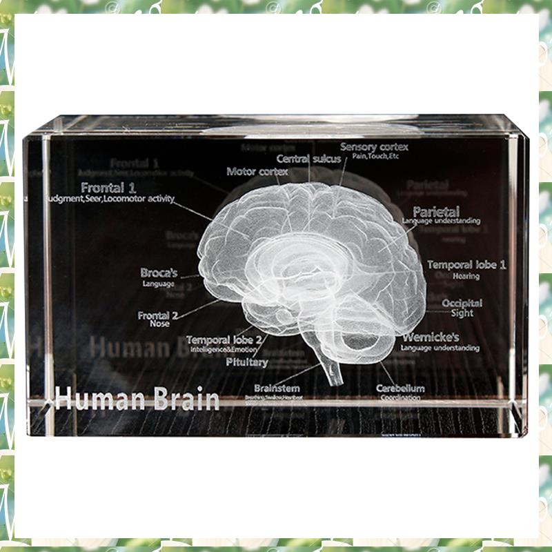 FIZP cristal 3D cerebro modelo - Art And Craft Science reseña y precio