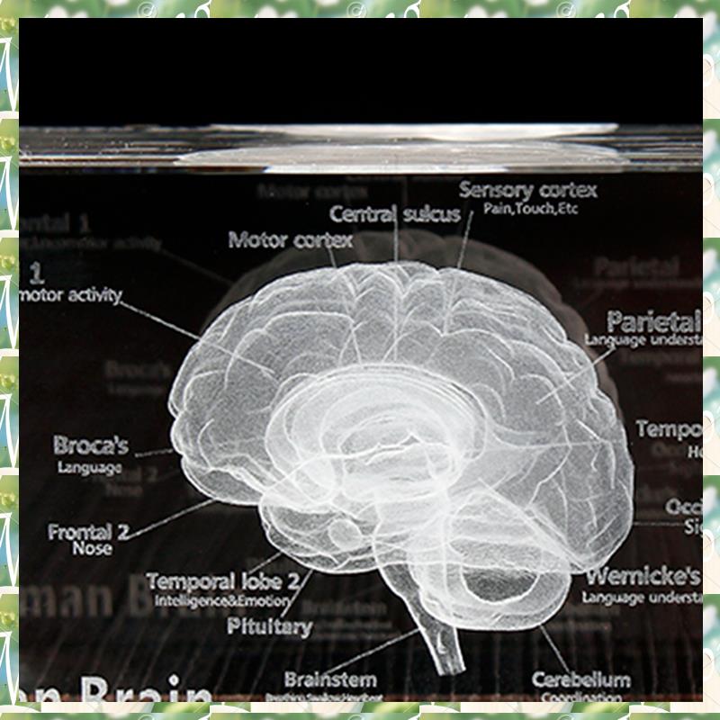 FIZP cristal 3D cerebro modelo - Art And Craft Science reseña y precio