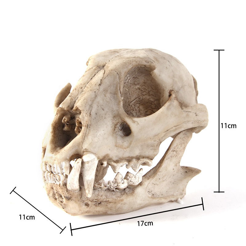 Modelo de calavera de leopardo - Art And Craft Science reseña y precio