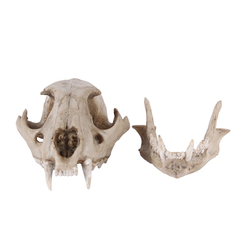Modelo de calavera de leopardo - Art And Craft Science reseña y precio