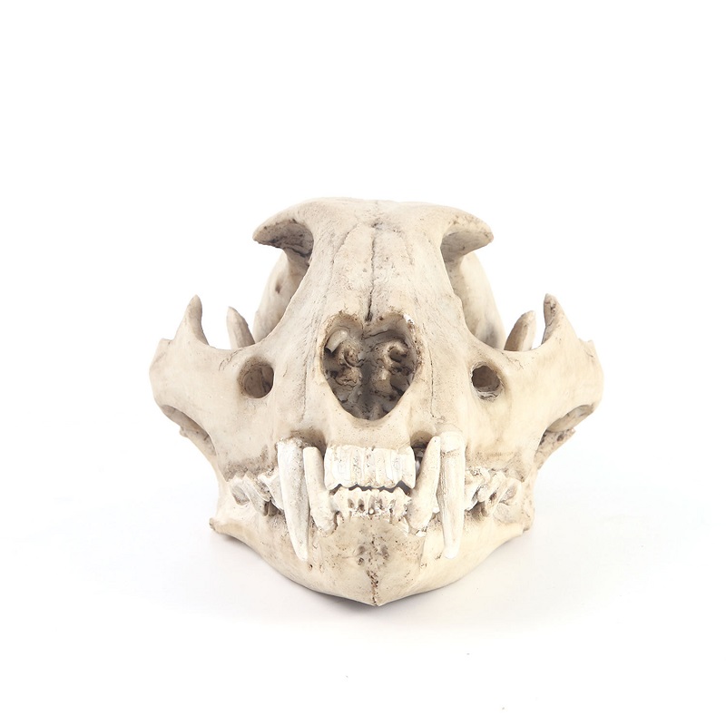 Modelo de calavera de leopardo - Art And Craft Science reseña y precio